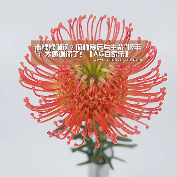 AG视讯